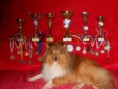 /album/foto-s-cenami-za-agility-sezonu-2011-a-2012/foceni-jerry-a-impik-085-jpg/